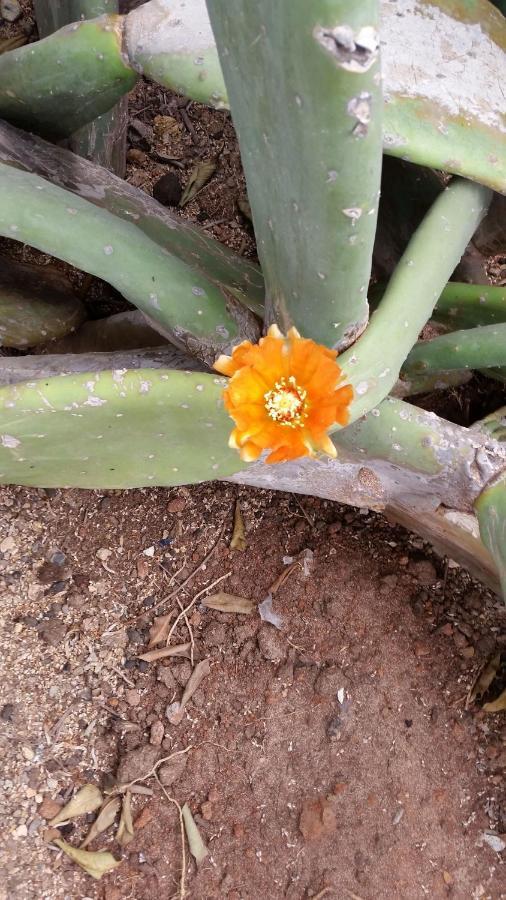 Guest House Orquidea Sal Rei Luaran gambar